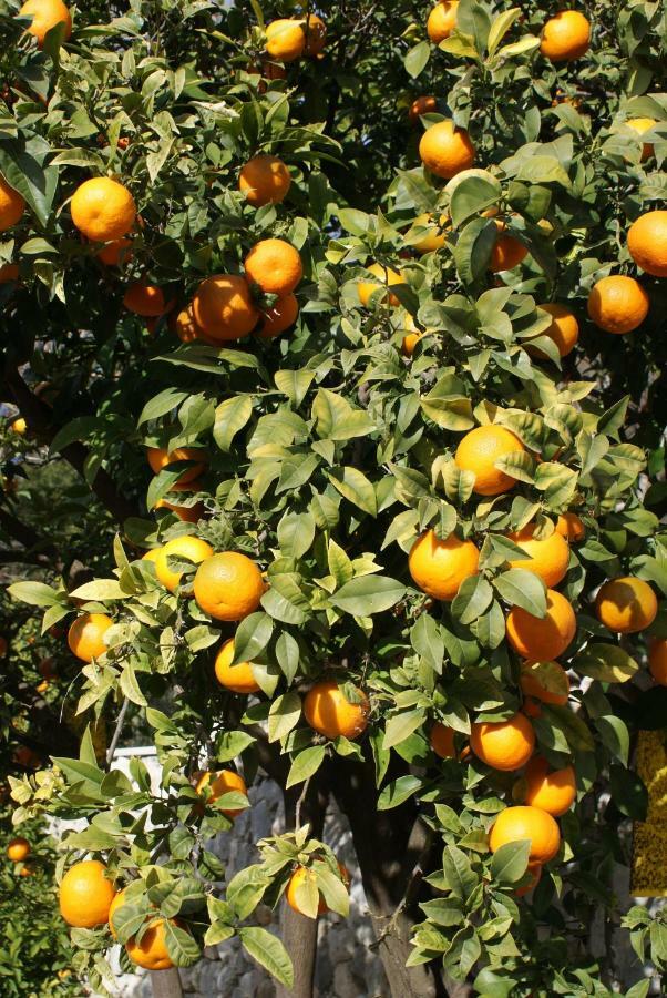 Three Oranges Apartment Trsteno Bagian luar foto