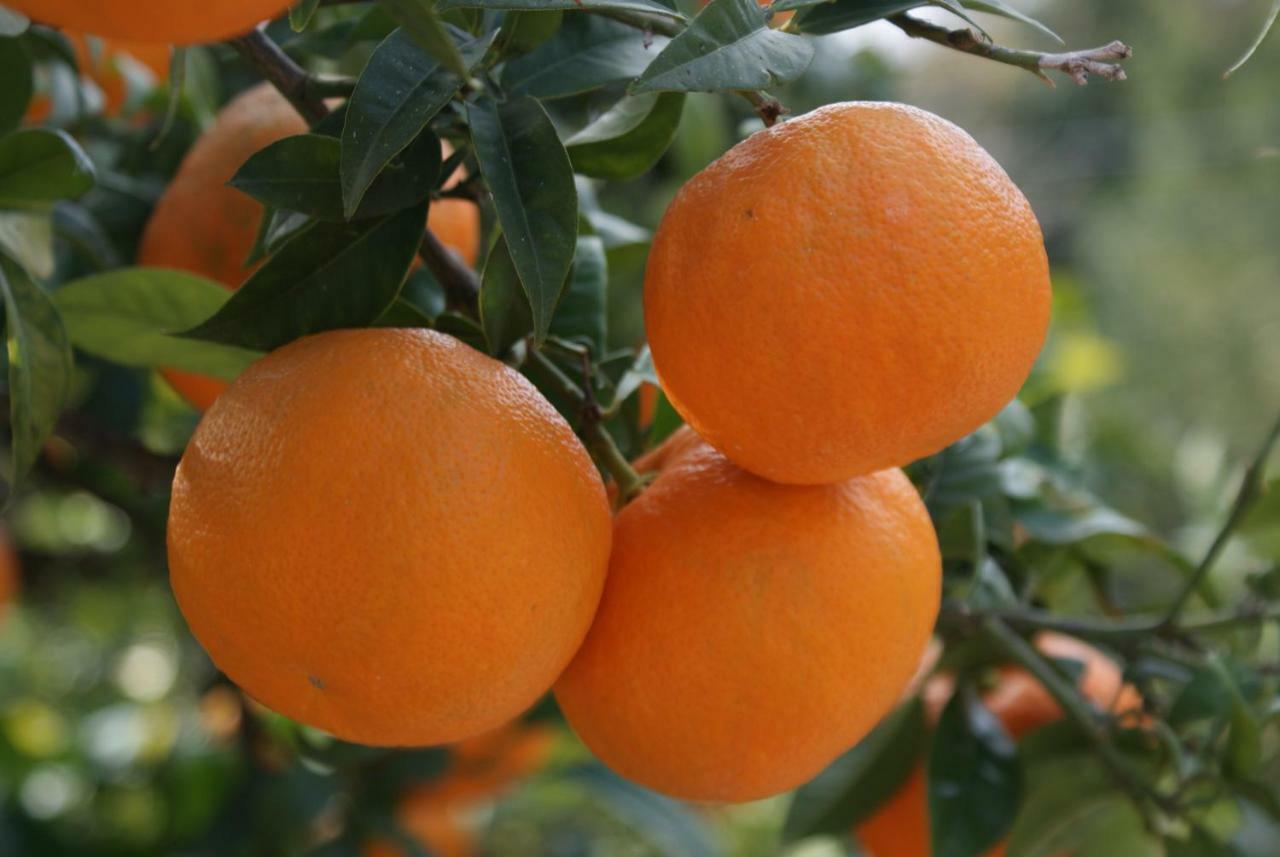 Three Oranges Apartment Trsteno Bagian luar foto